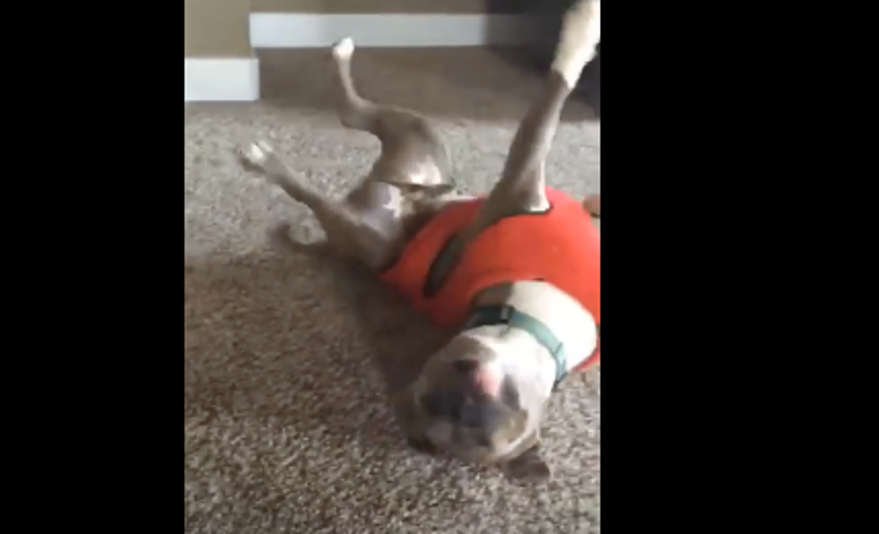 Adorable Rescue Pitbull Tries to Copy Little Girl's Cartwheel