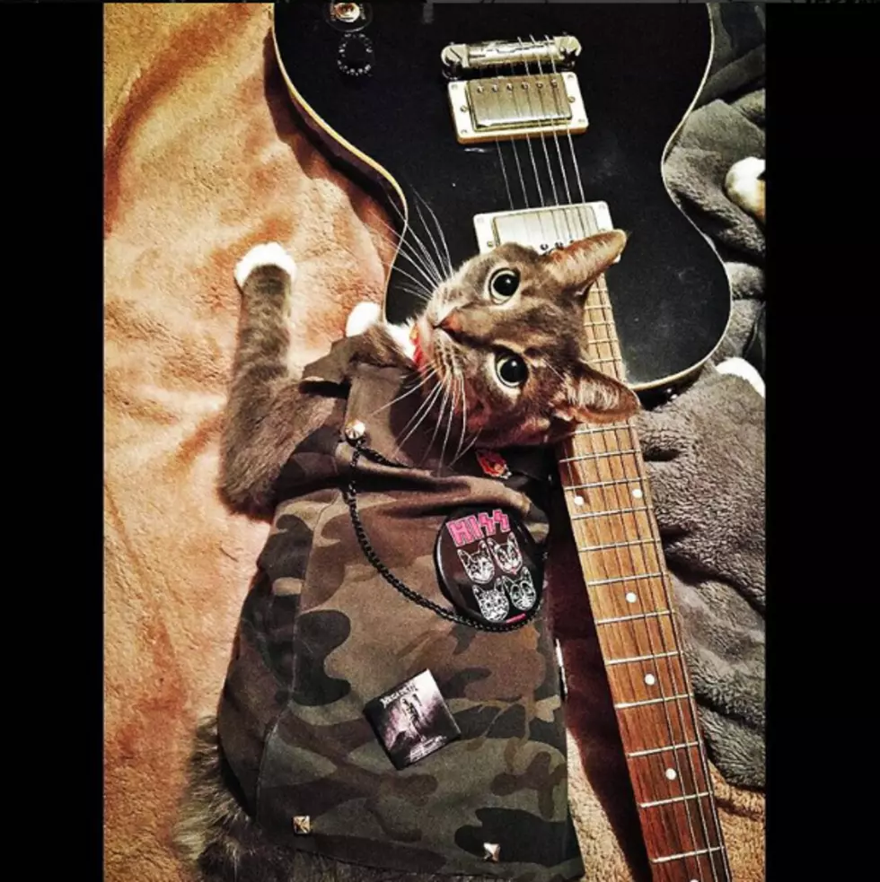 Show off Your Brutal Kitty with the CatsAreMetal Instagram
