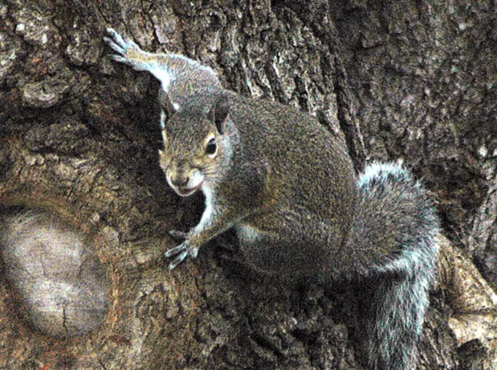 West Texas Woman Accused of Stabbing Squirrel