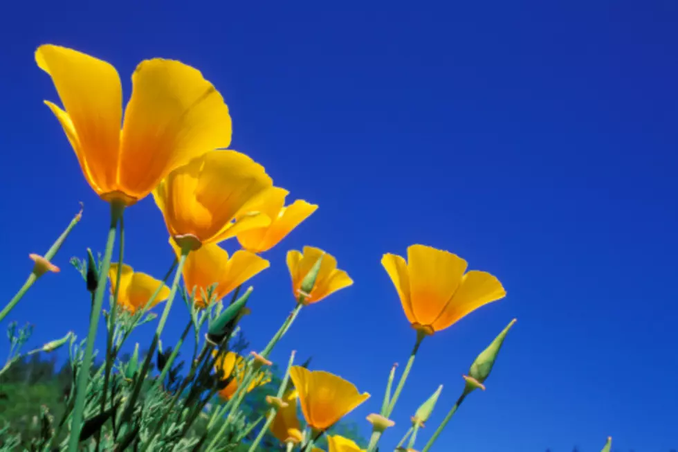 Poppy Fest To Help Conserve The Castner Range This Weekend