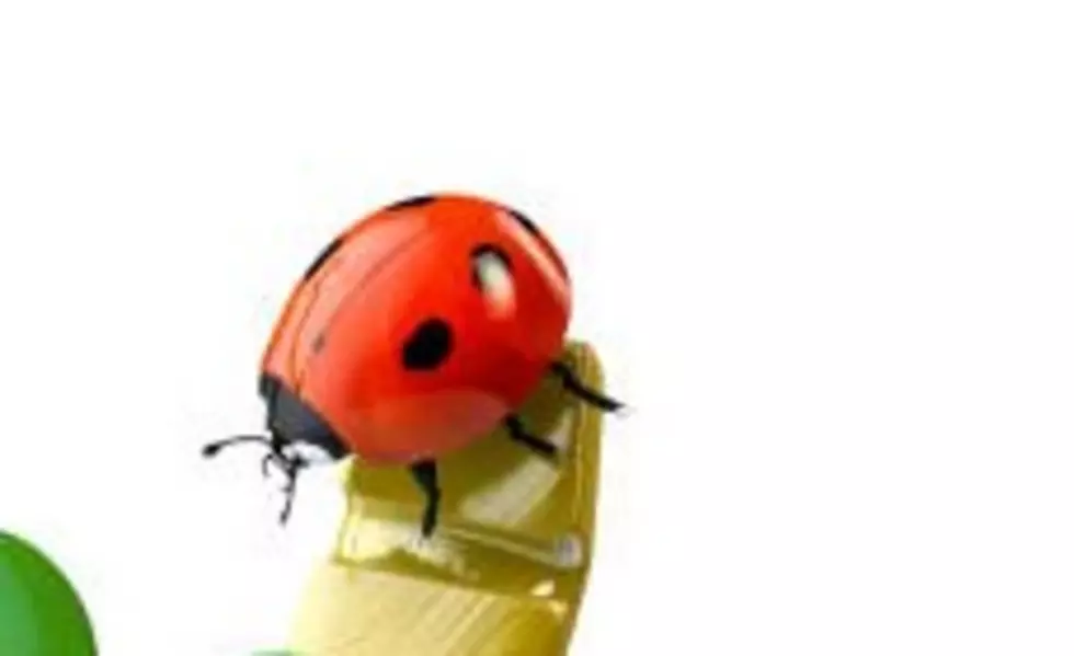 Watch The Ladybug Release This Saturday At Ramirez Pecan Farm