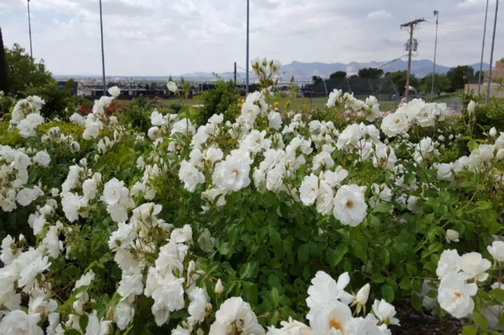 Visit The El Paso Municipal Rose Garden Photos