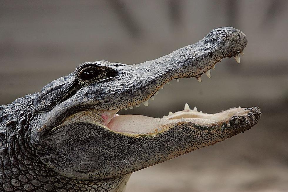 Alligator Grabs Child Near Disney Resort