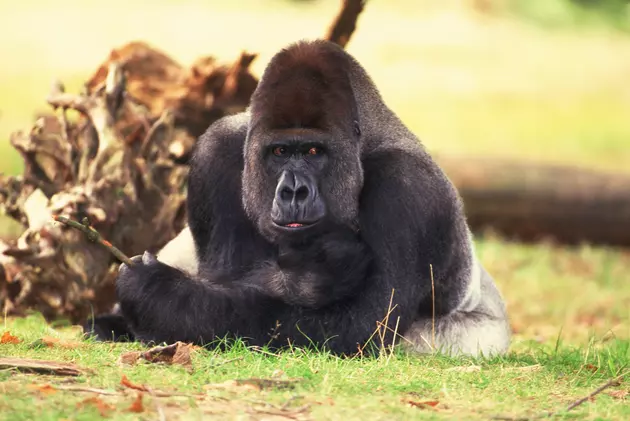 Death Of Gorilla Harambe Shows Again Growing Trend Of Parent Shaming