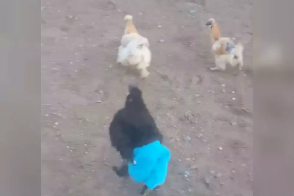 Chicken Running Around in Pants IS the Greatest Thing of the Week