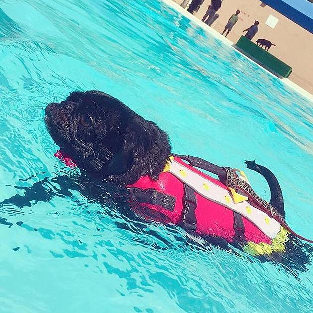 Bring Your Dog to the Northeast This Weekend for Dog Swim Day