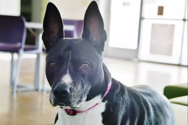 Humane Society&#8217;s Shelbie the Shelter Dog Has Passed Away