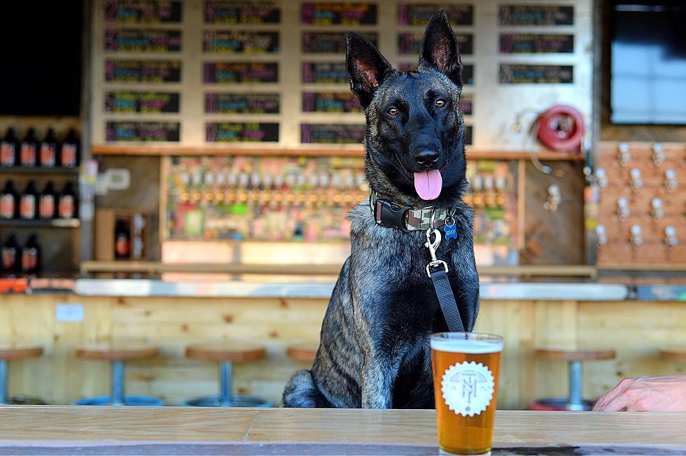 El Paso's Dog Friendly Places