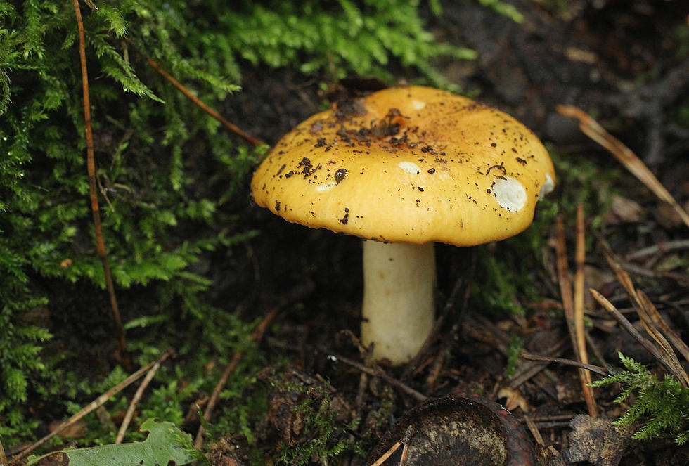The Safest Recreational Drug Is … Mushrooms?