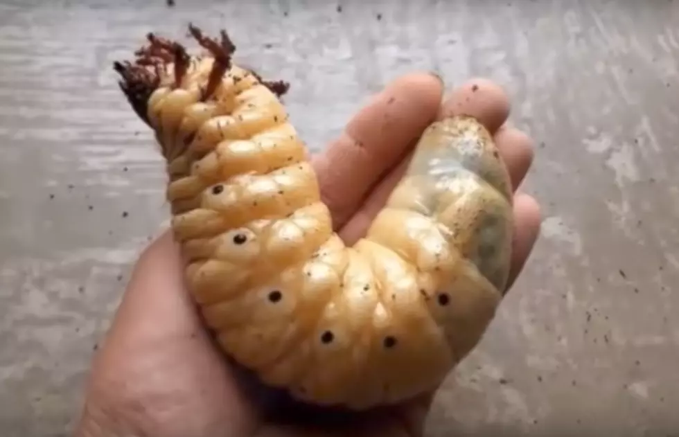 Life Cycle of a Hercules Beetle Is Like a Real Life Alien Movie