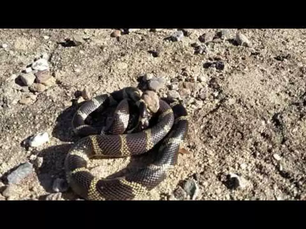 This is the Most Insane Snake Vs. Snake Battle You Will Ever See