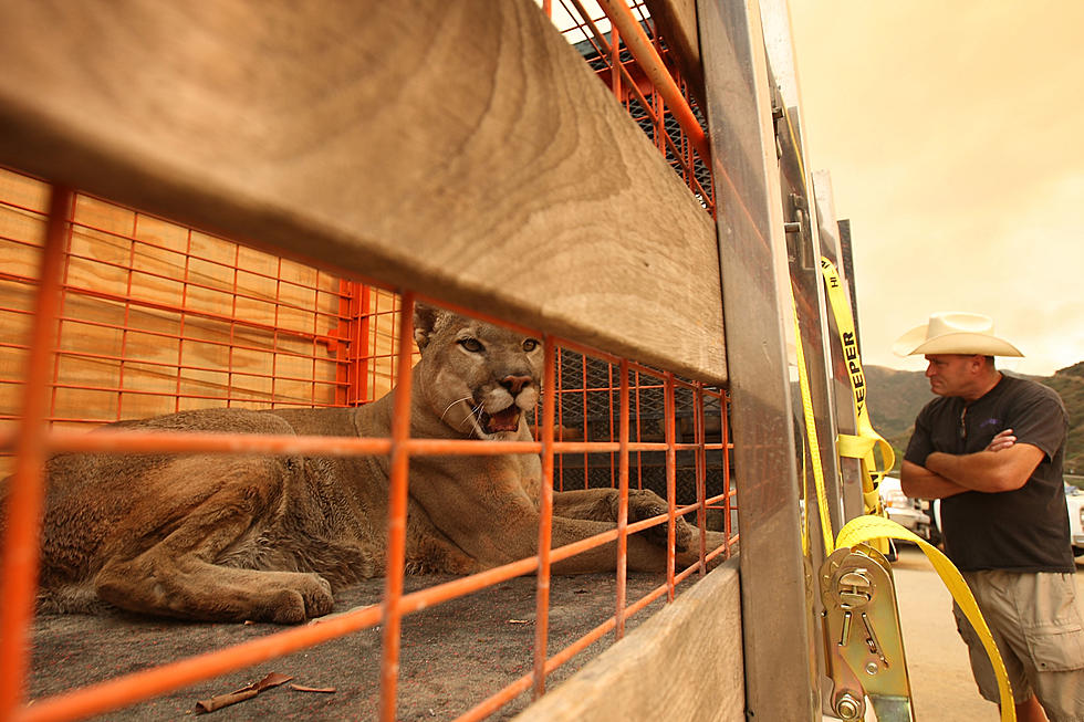 Mountain Lion Captured in EP