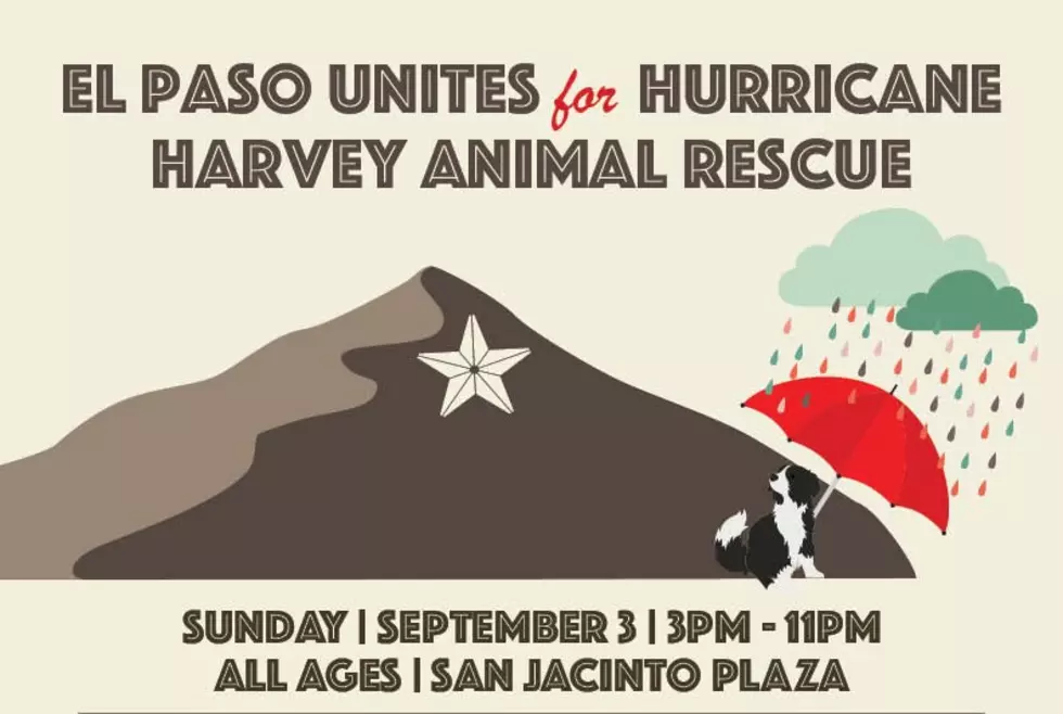 Help Hurricane Harvey Animal Rescues This Sunday In El Paso