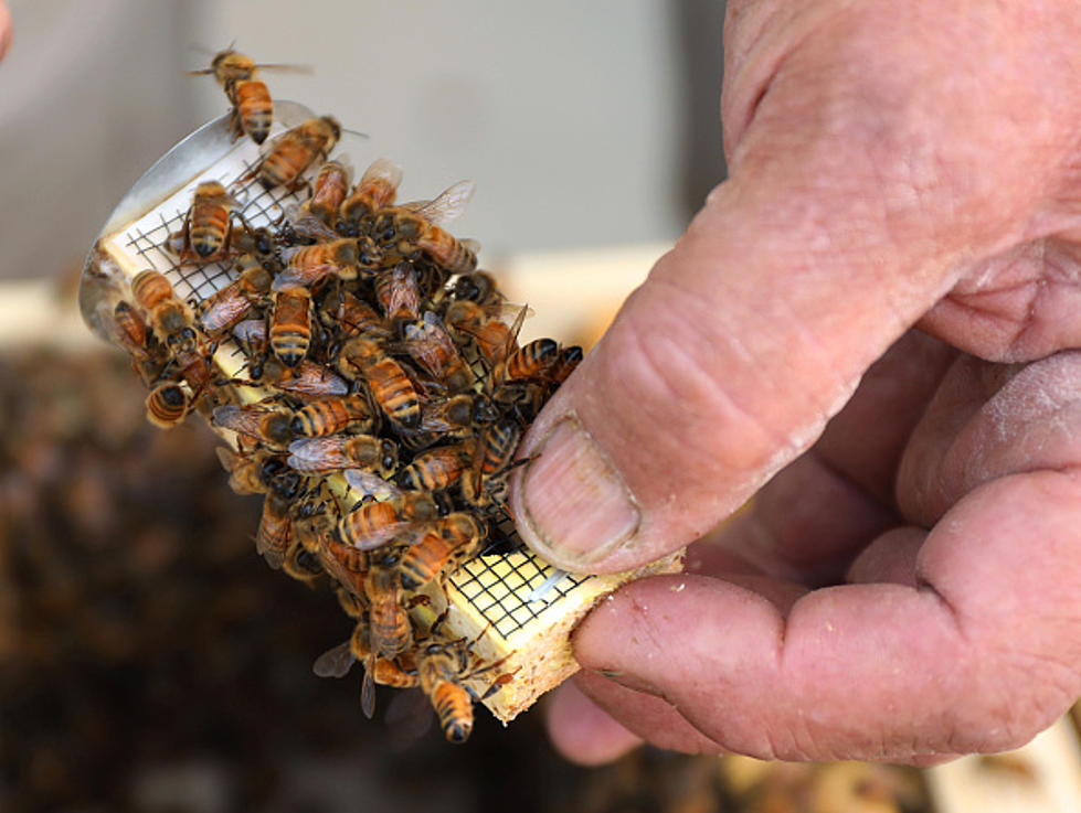 Bees Have A Killer Behavior When They Don&#8217;t Approve Of The Queen Bee