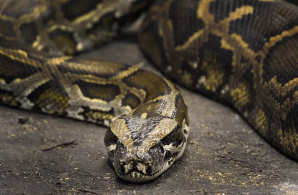 14-Foot Python Swallowed A Massive Lizard Before Getting Captured