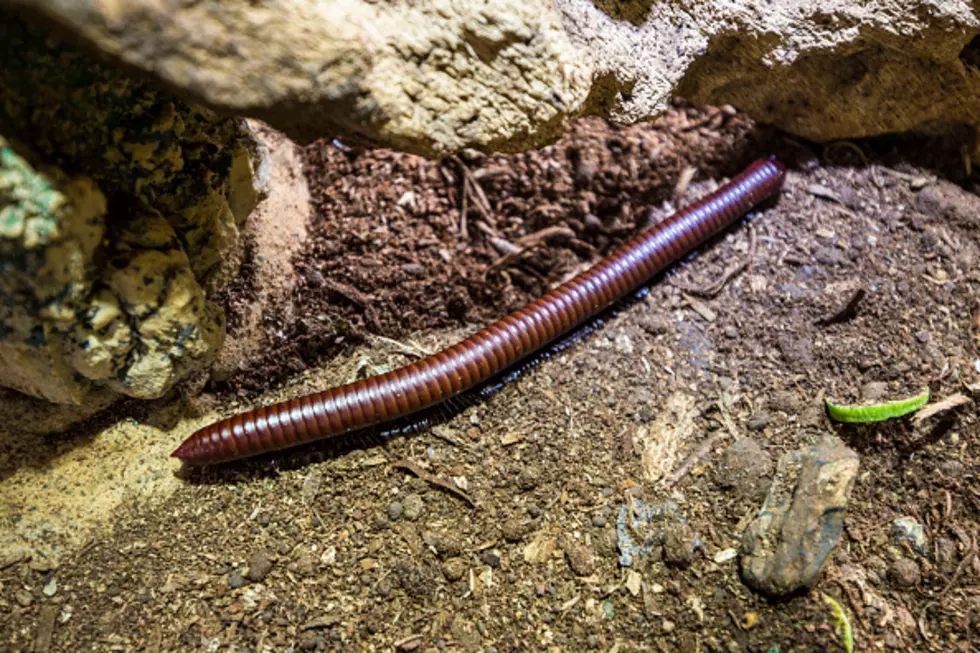 Monster Leech Uses Muscular Throat To Kill Giant Worm