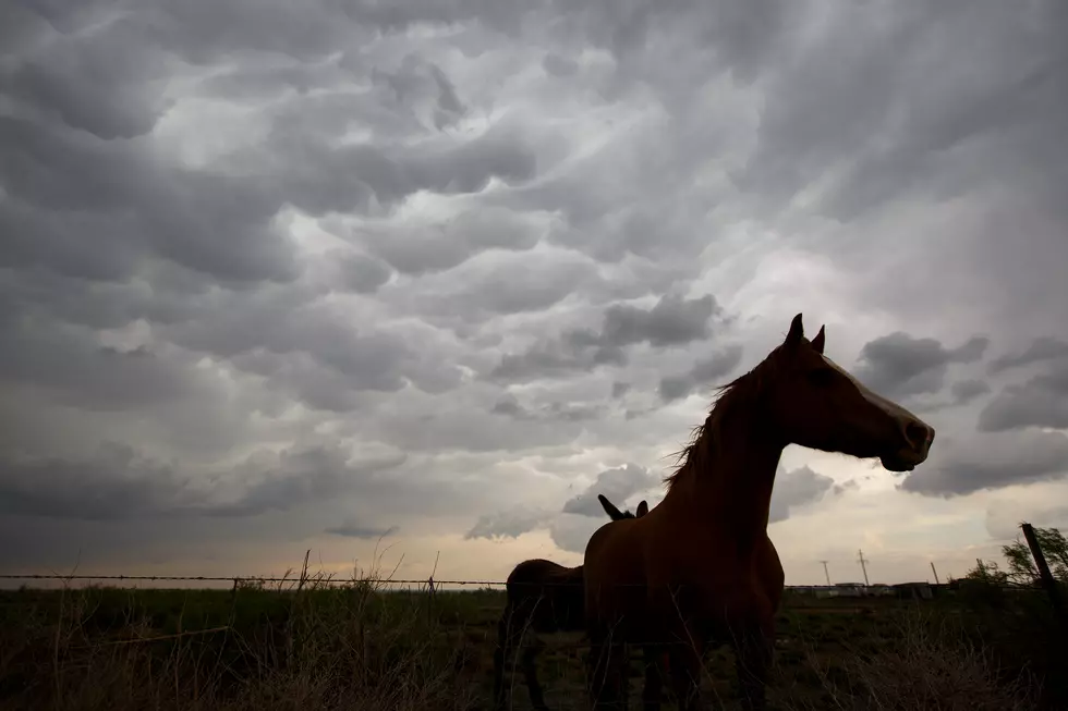 Exploring The Unexpected: Wild Horses Found Near El Paso, Texas