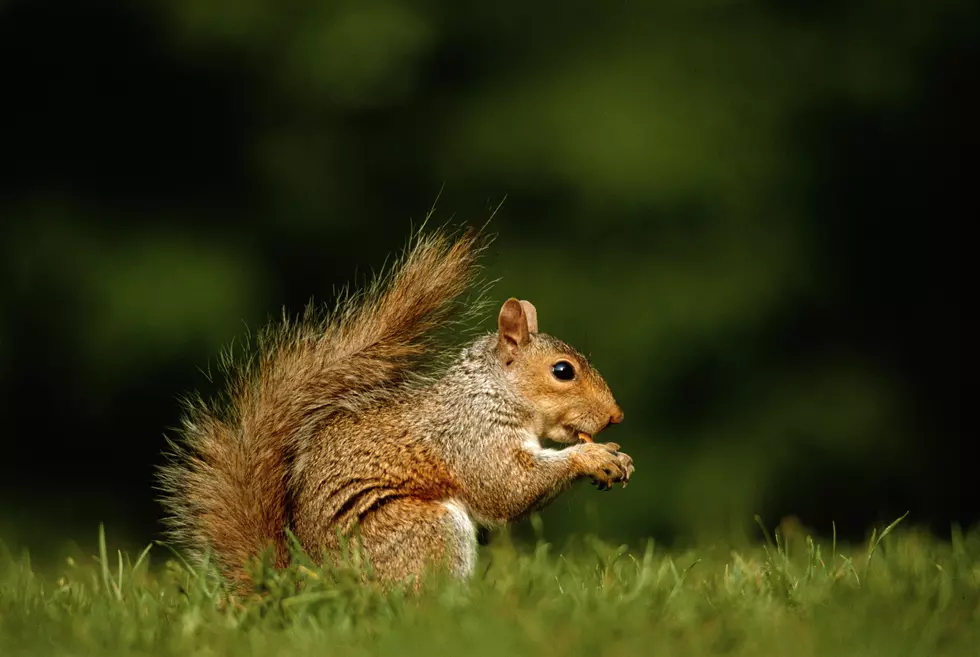 Student Saves Squirrel By Using CPR Tip She Saw On &#8216;The Office&#8217;