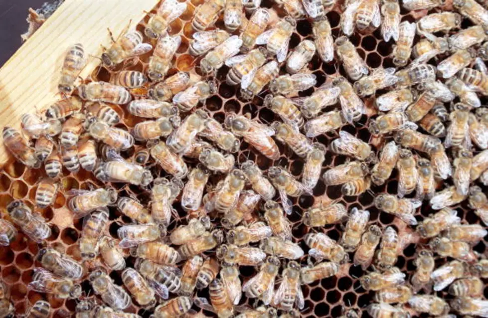 Killer Bees Invaded Far East El Paso Neighborhood 