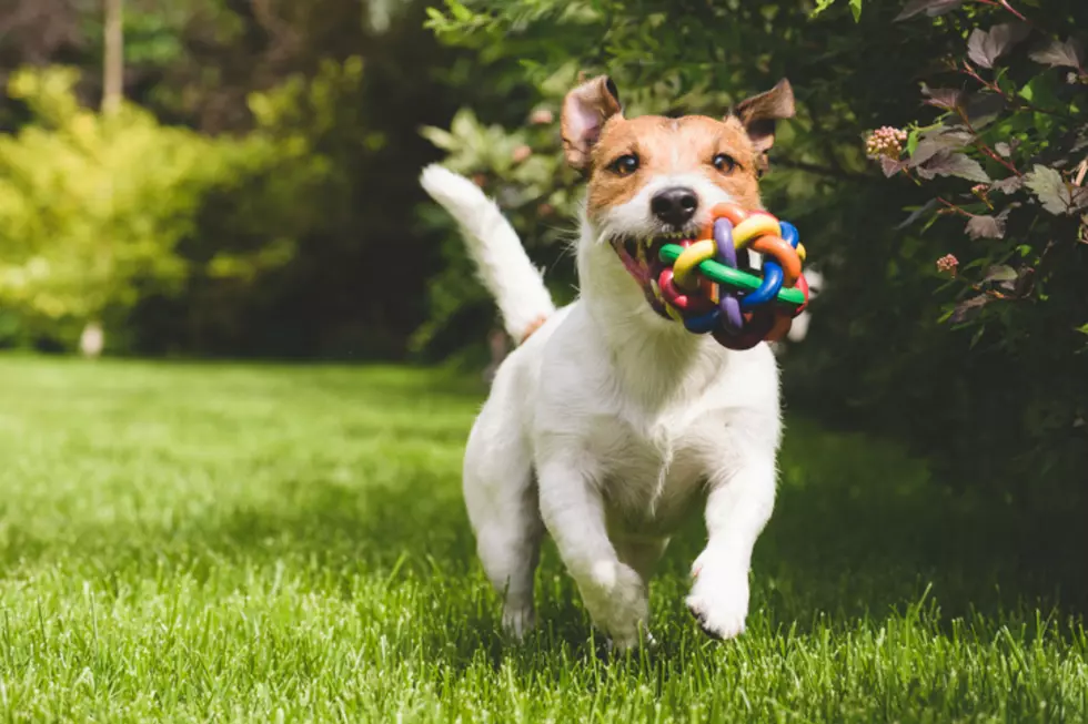 I Learned Why Dogs Like Squeaky Toys And I Am Shook
