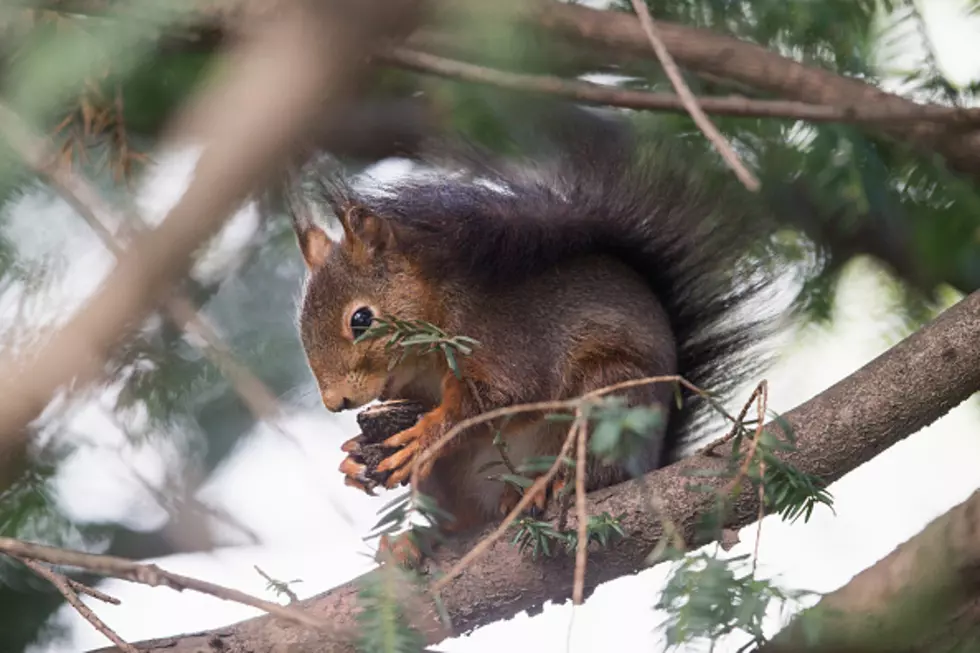 Smart Mom Uses Oil To Prevent Squirrel From Stealing Bird Food