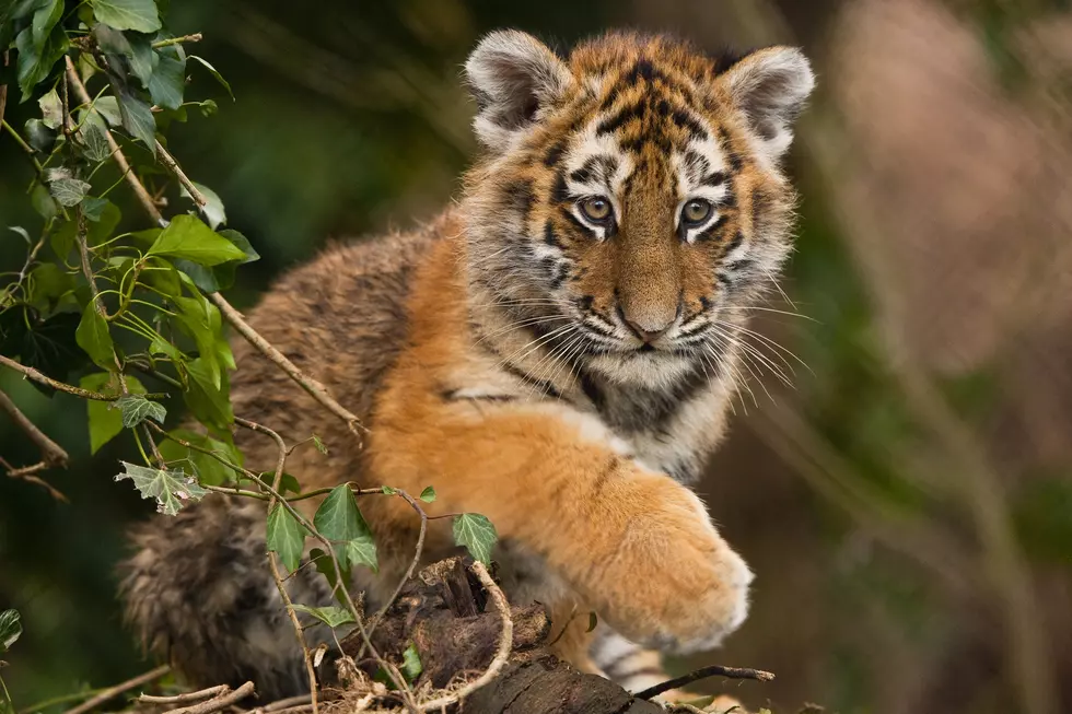 Tiger Cub Found By Texas Border Patrol Agents