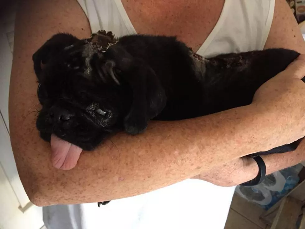 Local Rescue Needs Donations For Pug With Severe Chemical Burns