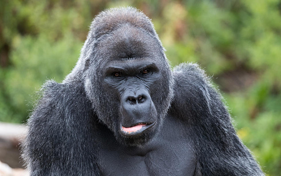 A Zoo Visitor CatchesTwo Gorillas Mating And Films It