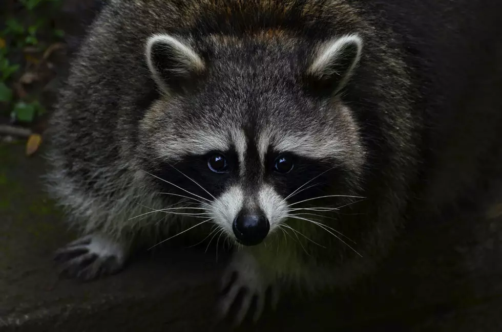 Pros and Cons of Having a Pet Raccoon