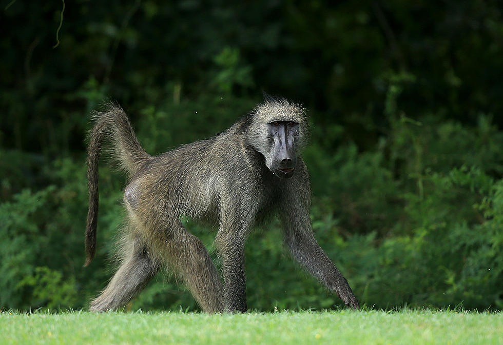 Do Baboons Really Keep Puppies as Pets?