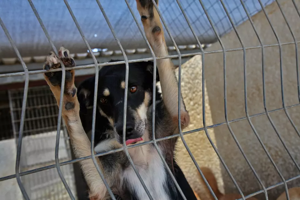 El Paso Animal Rescue Group Seeks Help With Vet Bills 
