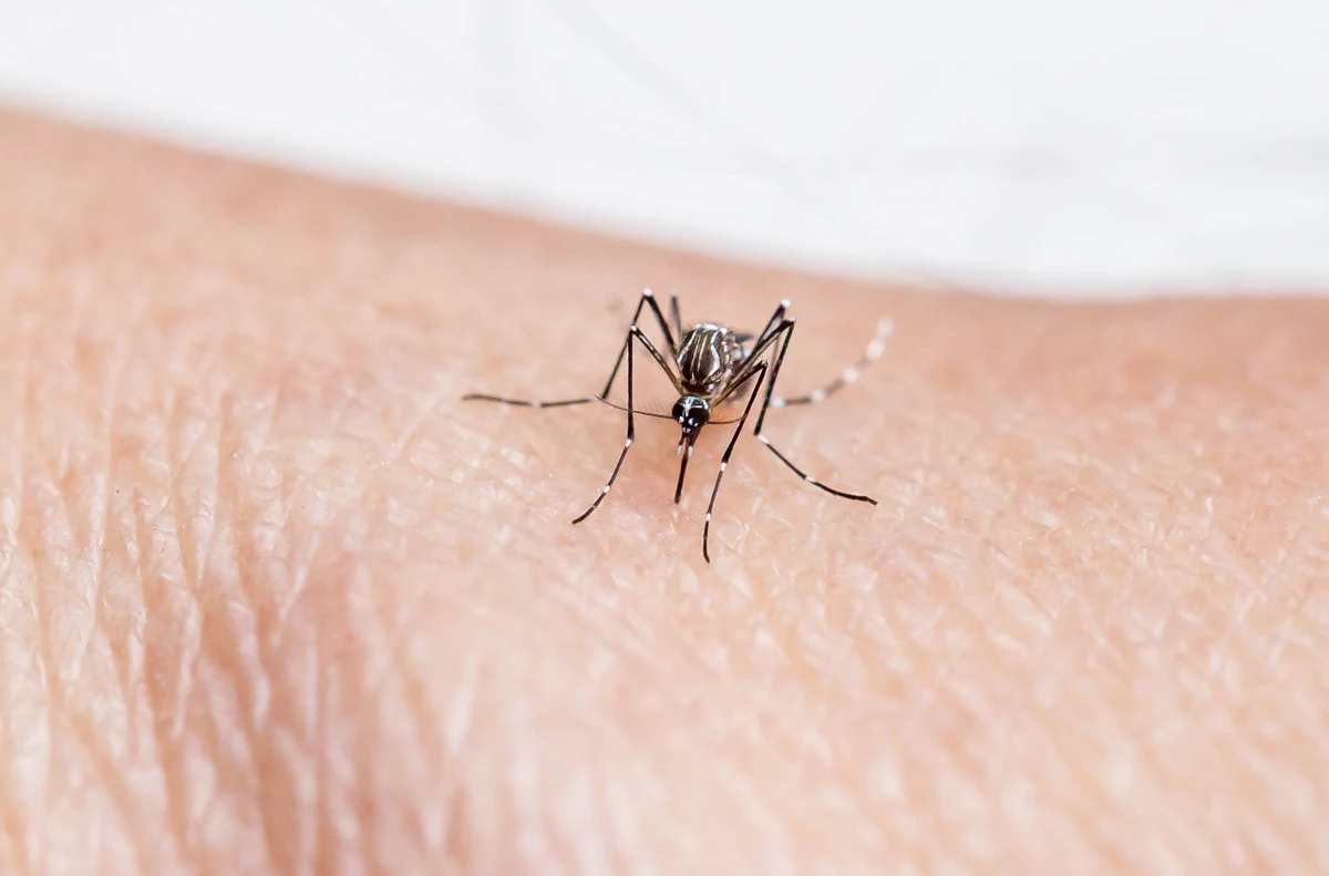 Como se puede curar la malaria