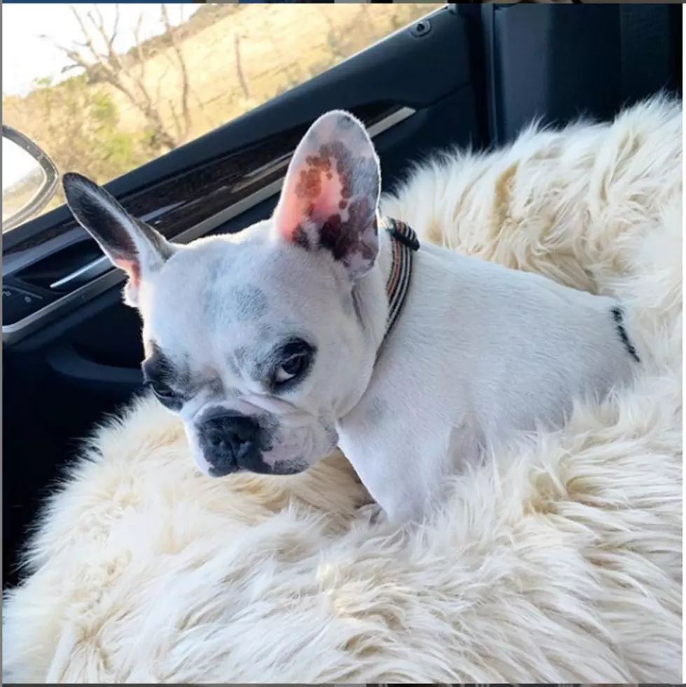 Welcome! Instagram Celebrity Walter The Frenchie Moves To El Paso
