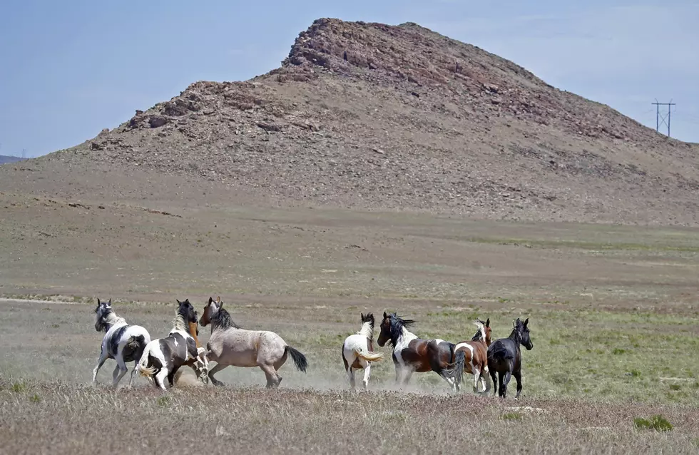 Like Horses? Horses Unlimited Has 2 Summer Camps Coming Up