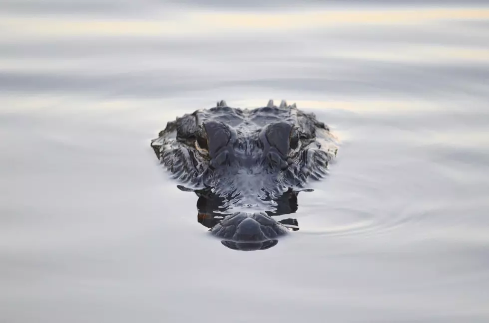 Alligator In Texas Seen Swimming In Lake With Knife In Its Head