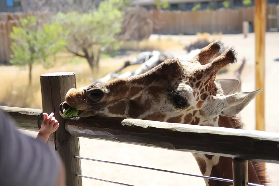 Extended Hours Are Back this Summer at the El Paso Zoo!