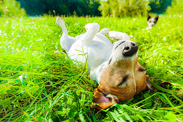 How To Tell If Your Dog Is Dehydrated Or Overheating