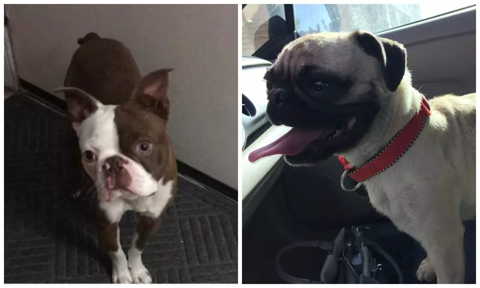 El Paso Pug Rescue Needs More Foster Homes For Incoming Dogs
