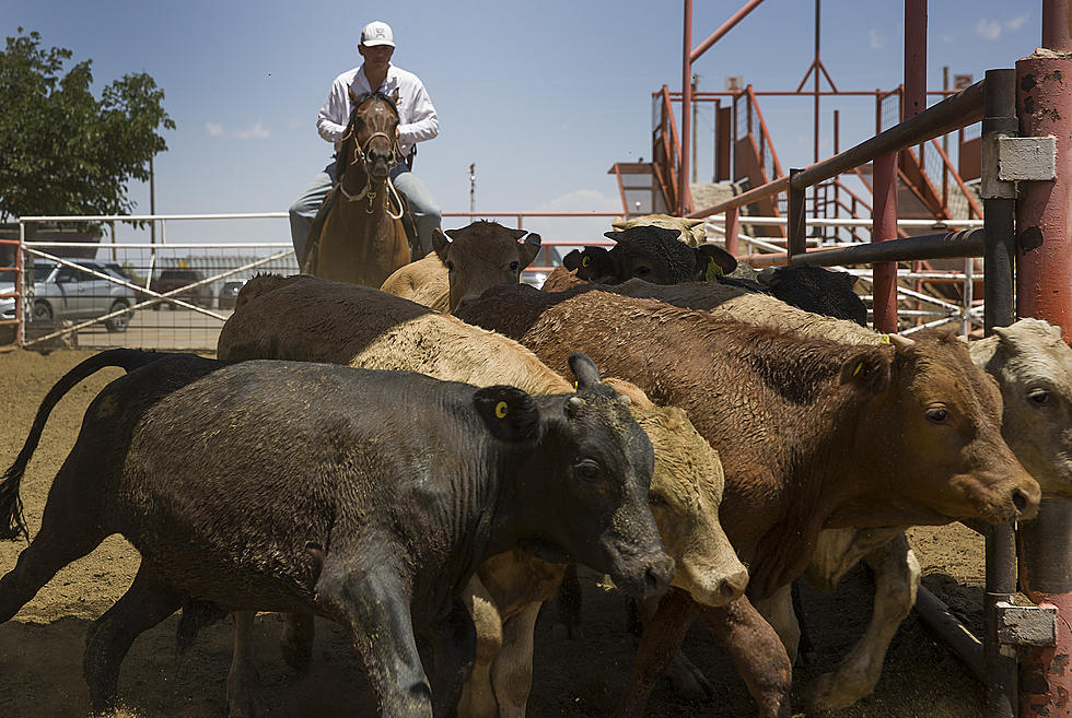 Cows On The Road In El Paso? Here&#8217;s What To Do!