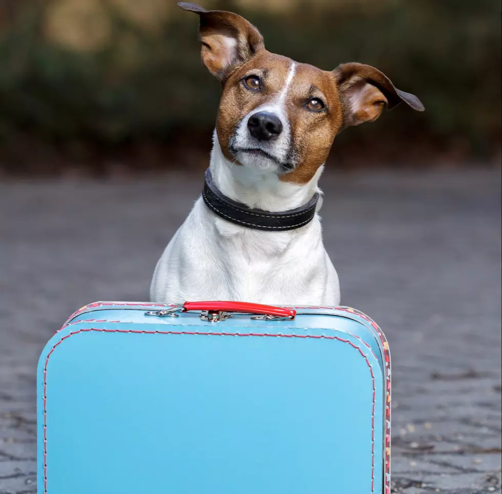 El Paso Shelter Dogs Flown To Different States To Find New Homes