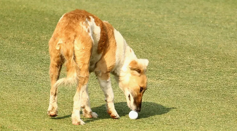 Golf With Your Dog At Painted Dunes