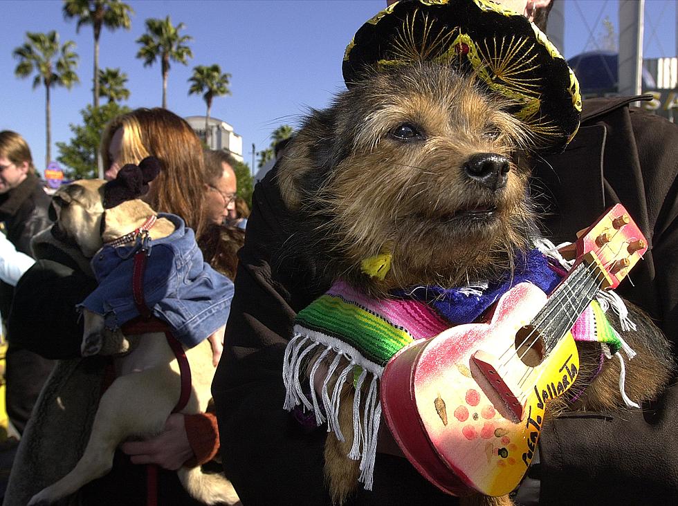 Metal For Milkbones Benefit Wednesday