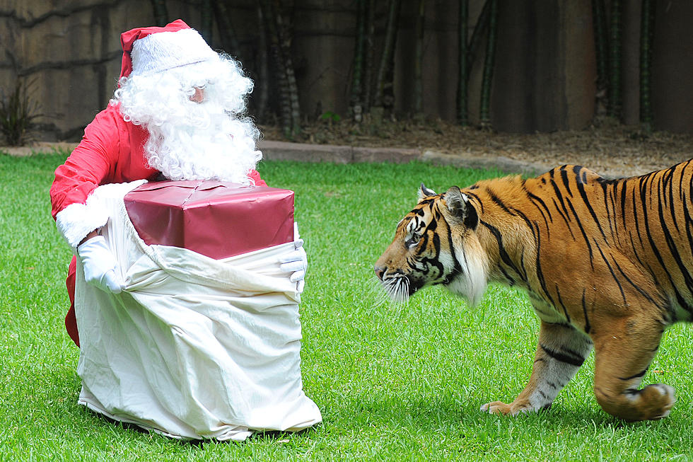 Wanna See Santa & Play In The Snow? Visit The El Paso Zoo!