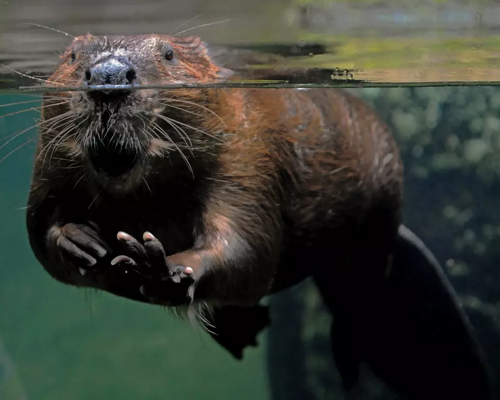 Watch a Big, Hairy Beaver Pee on a Lot of People