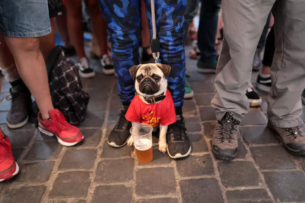 Forget Valentine&#8217;s Day Stuff &#8211; Coors Light Says Get A Dog