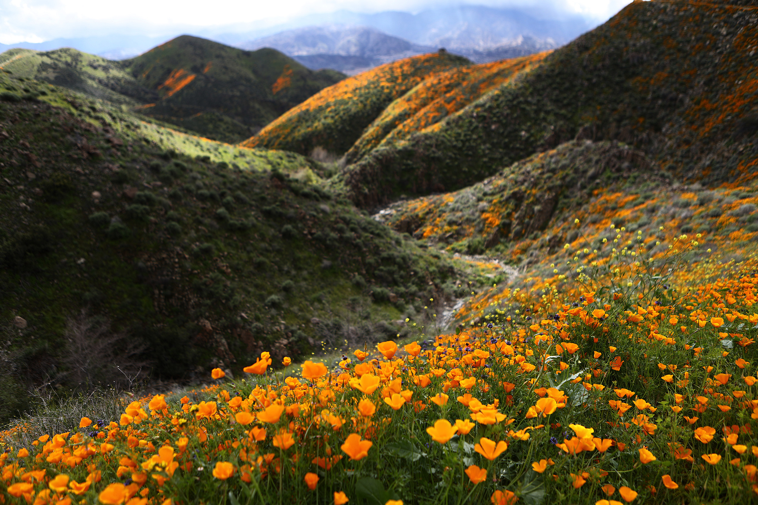 Castner Range Celebrating The Poppy Season   RS18131 GettyImages 1135452428 