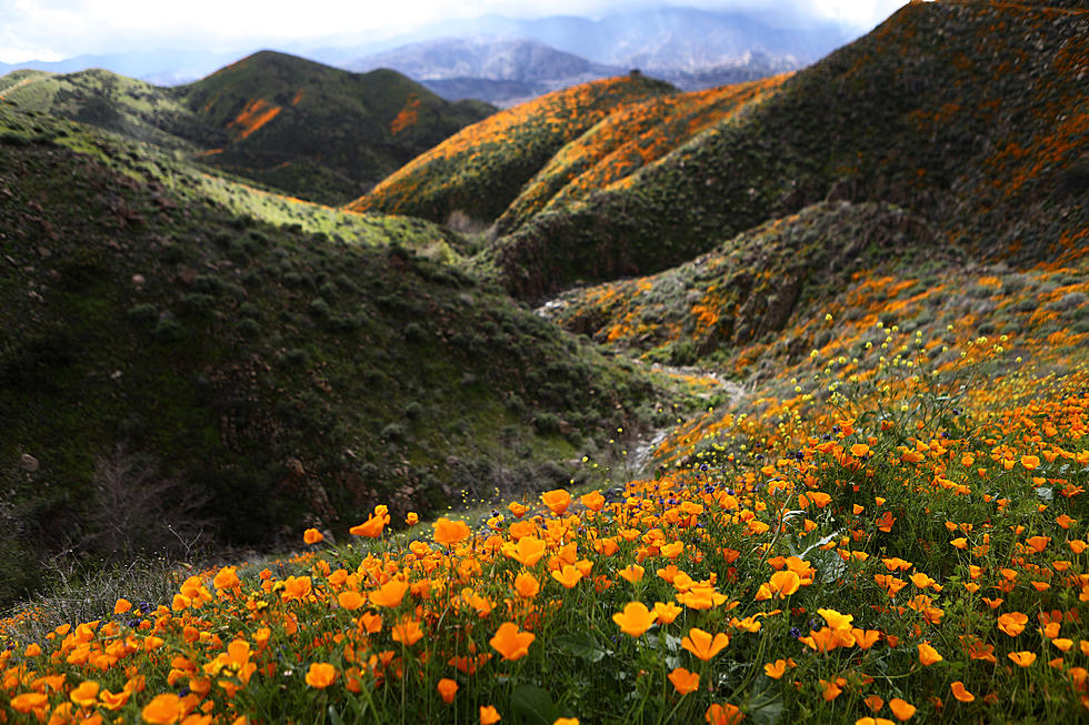 Best New Mexico Trail to Catch Blooming Flowers
