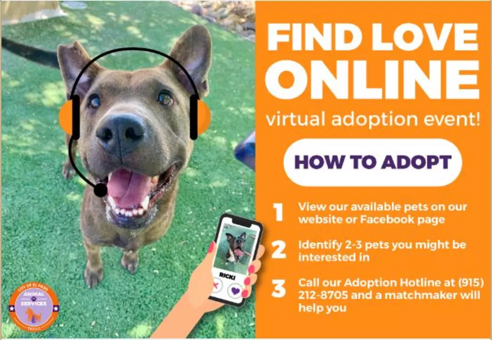 El Paso Animal Services Holding Virtual Adoption Event