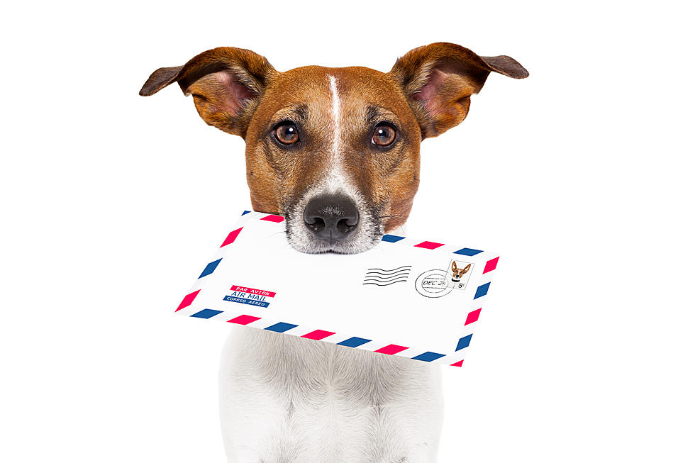El Paso Neighborhood Didn’t Get Mail for Weeks; “Mean Dog on the Loose”
