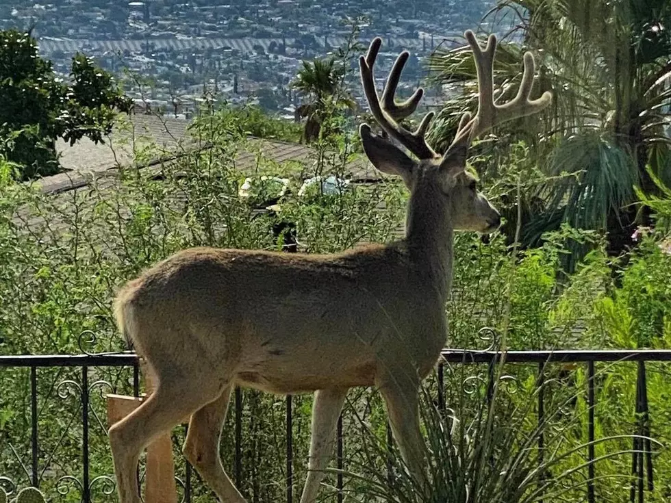 An El Pasoan Encounters a Deer Hanging Out in Her Backyard